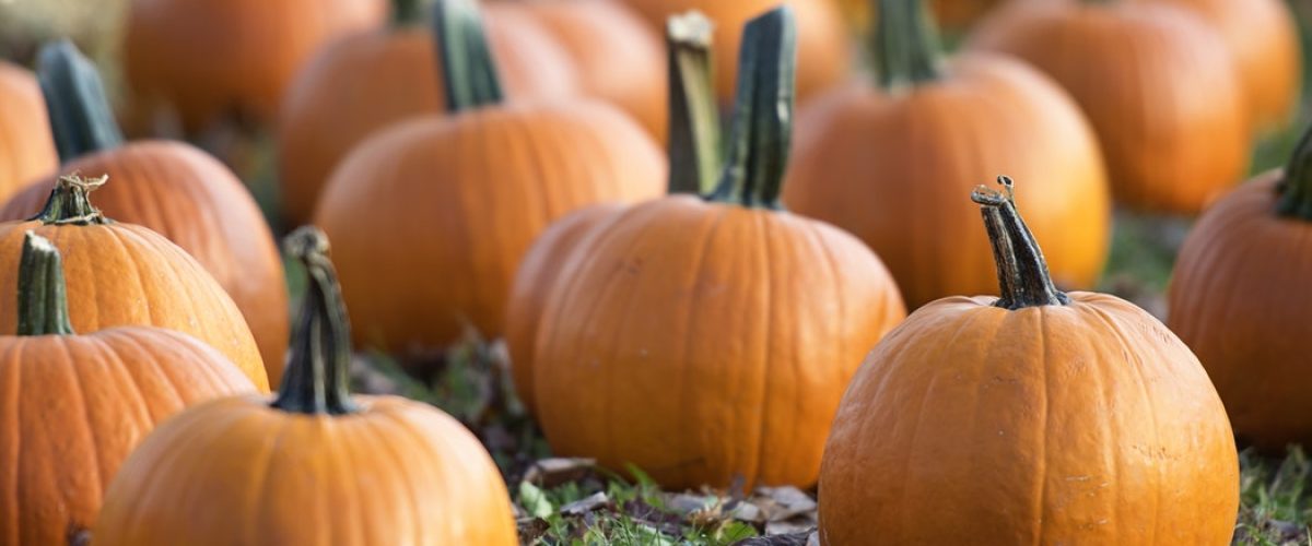 photo-1516850824582-5843ea01918a