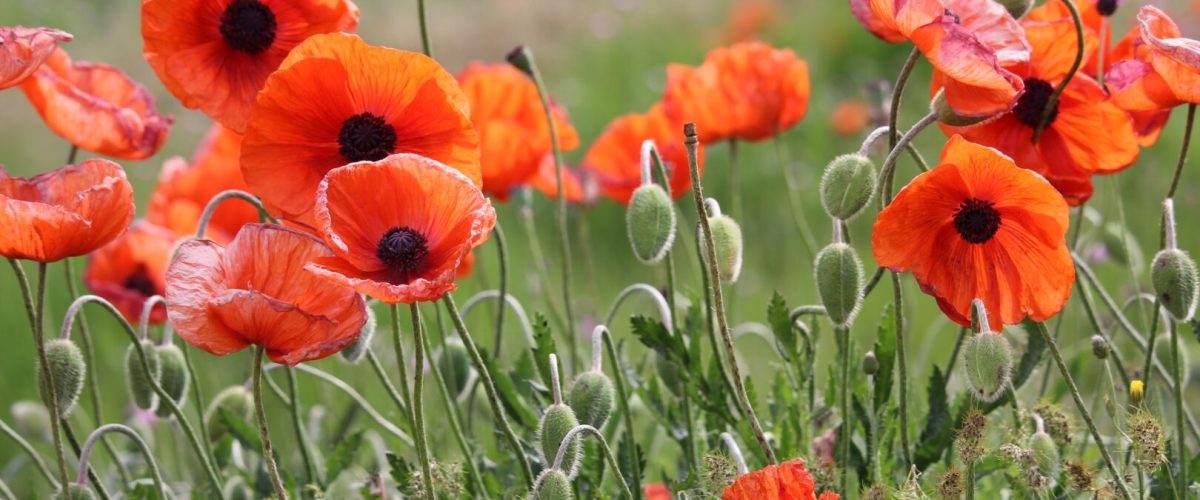 shokoofeh-poorreza-692861-unsplash