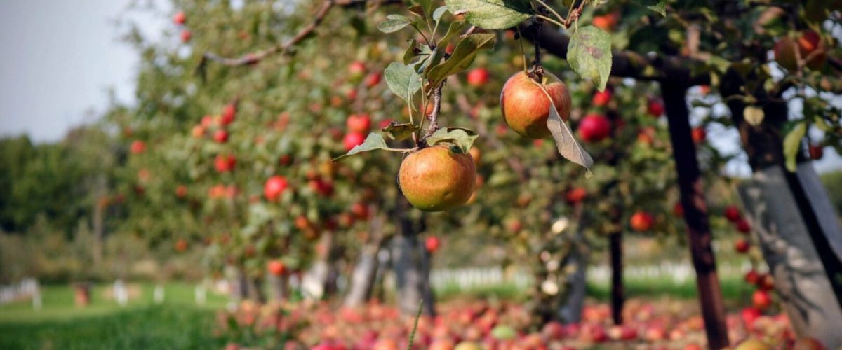 Apple orchard during the fall season. Many apples have naturally fallen to the ground.