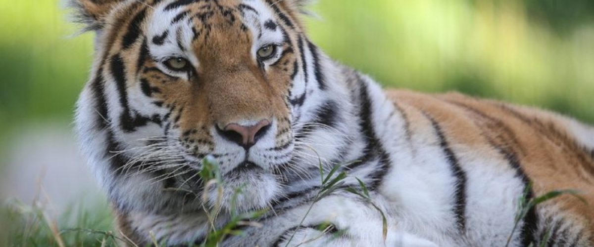 tiger
